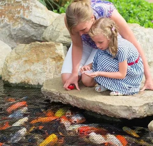 how to protect koi fish from predators