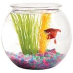 where to buy fish bowl