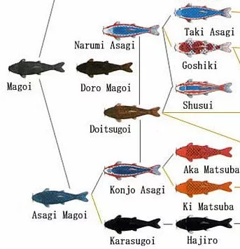 koi fish history 