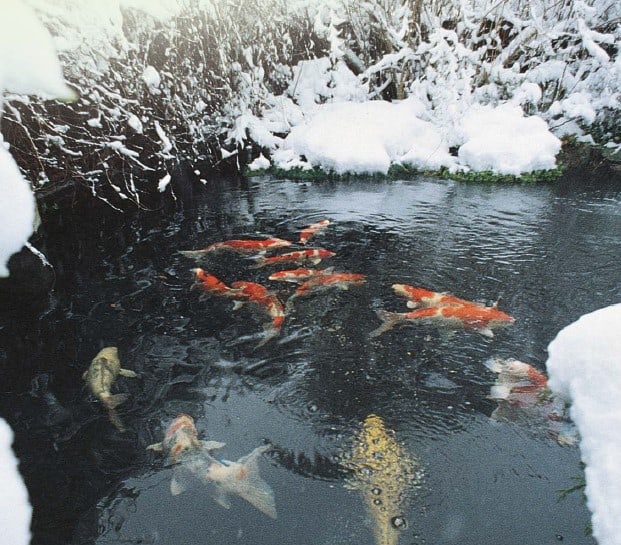 how to keep a large pond from freezing how do koi ponds work in winter