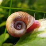 rams horn snails
