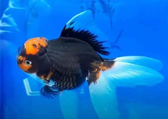 Oranda Goldfish: The Complete Guide to Care and Keeping