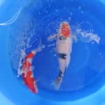what is the most expensive koi fish ever sold