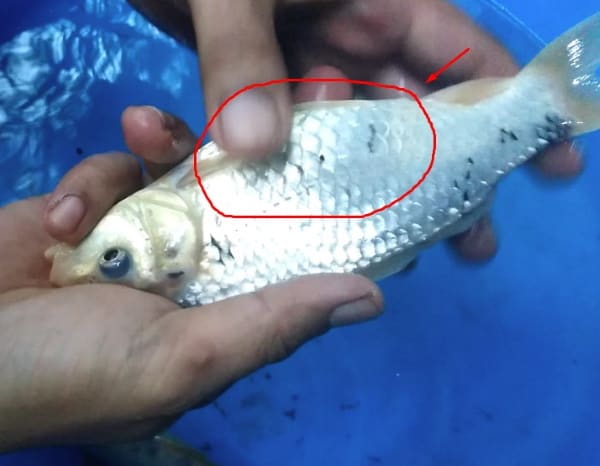 female koi fish abdomen