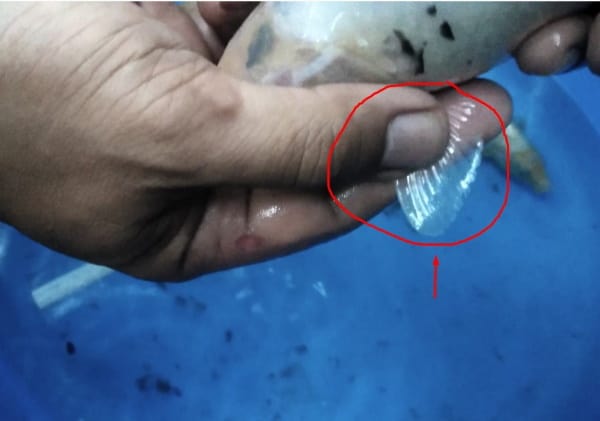female koi fish pectoral fins