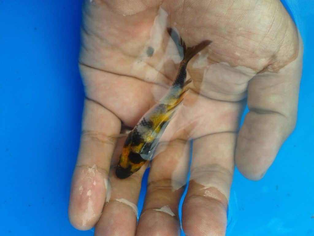 how to cull koi fry