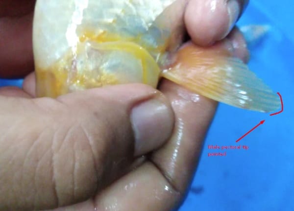 Male koi may also have larger pectoral fins than females. These fins are more pointed than round female fins.