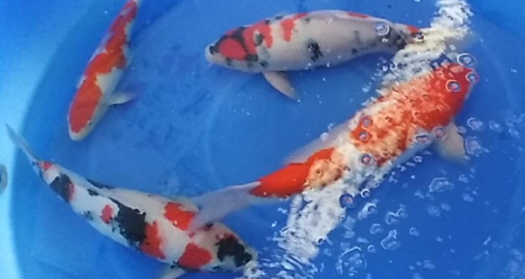 Koi fish facts Why Koi Fish Are More Than Just Beautiful: Uncovering Their History and Cultural Significance