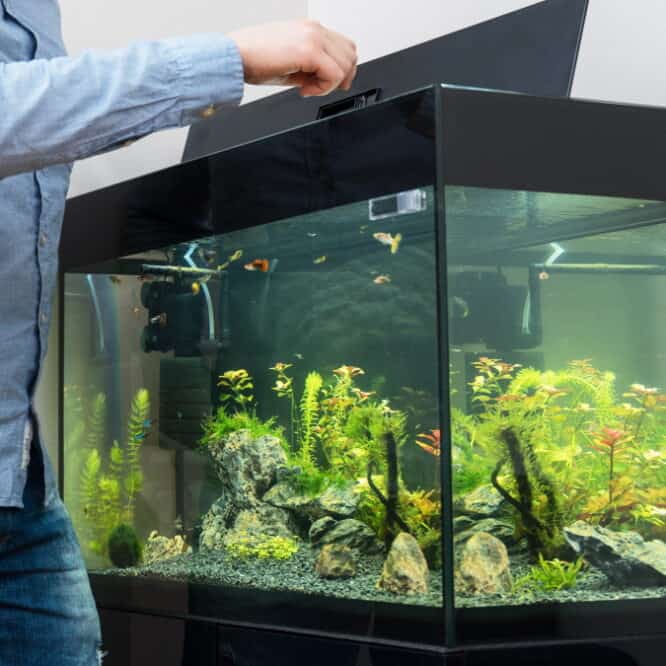 fish tank How To Choose The Best Fish Tank For Your Pets