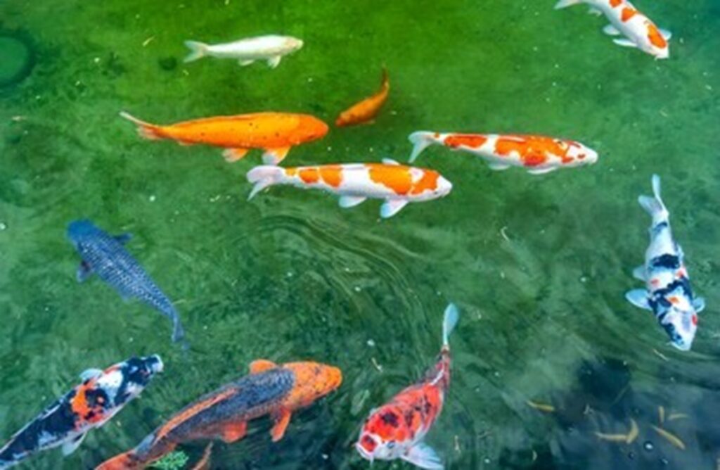 how to introduce new koi to pond