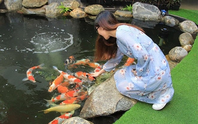 fun facts about koi fish