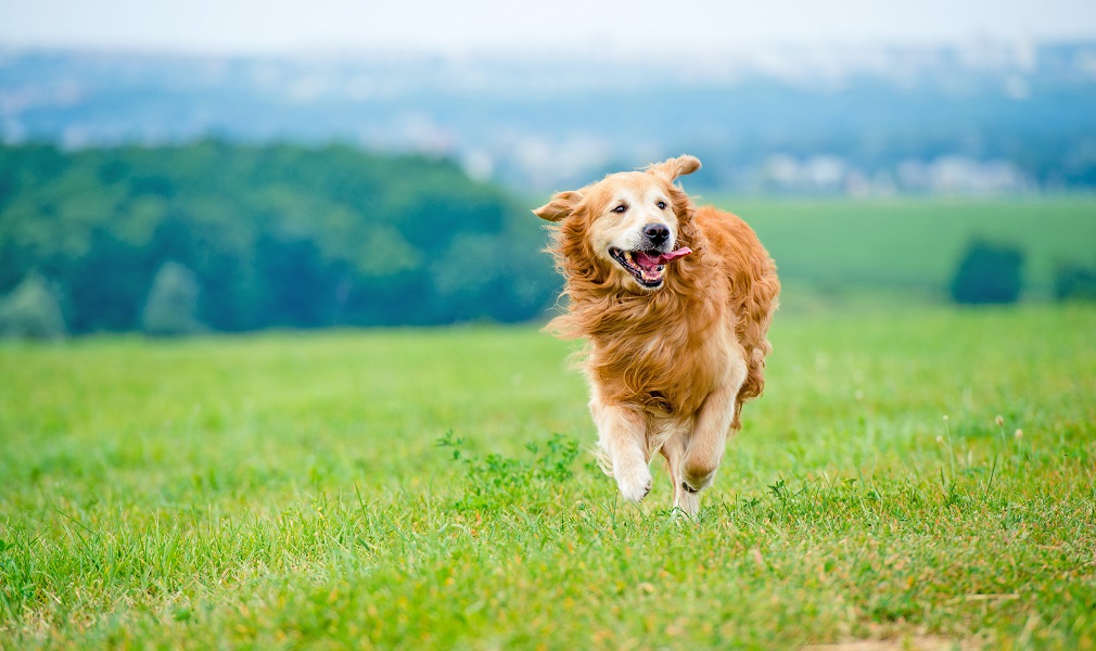 5 Effective Ways To Boost Your Dog’s Health 