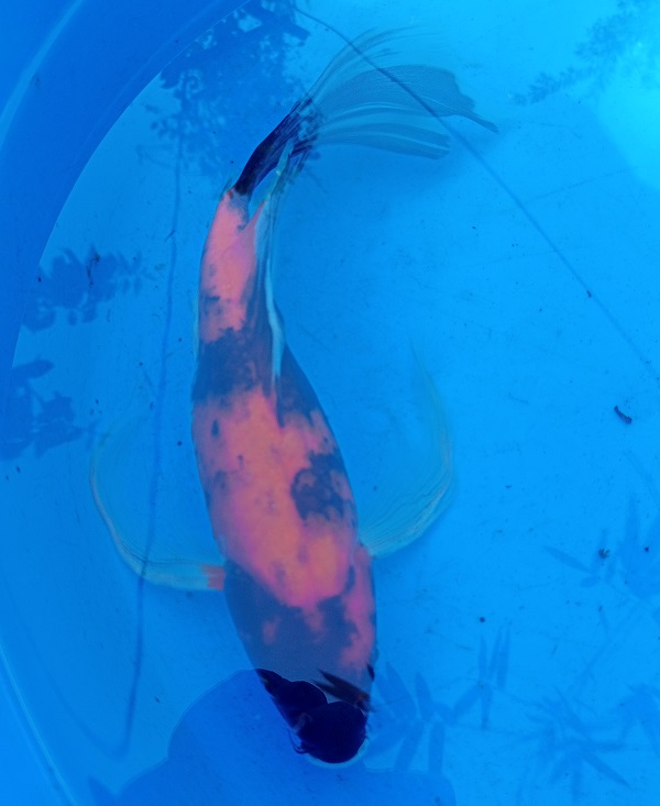 Showa Butterfly Koi  black koi with red and white markings 