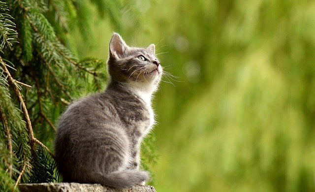 What are Common Cat Diseases
