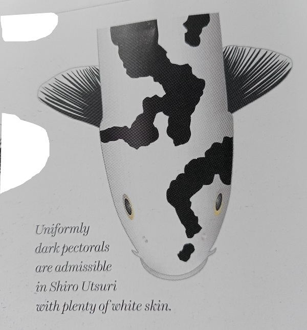 uniformly dark pectorals fins of Shiro Utsuri