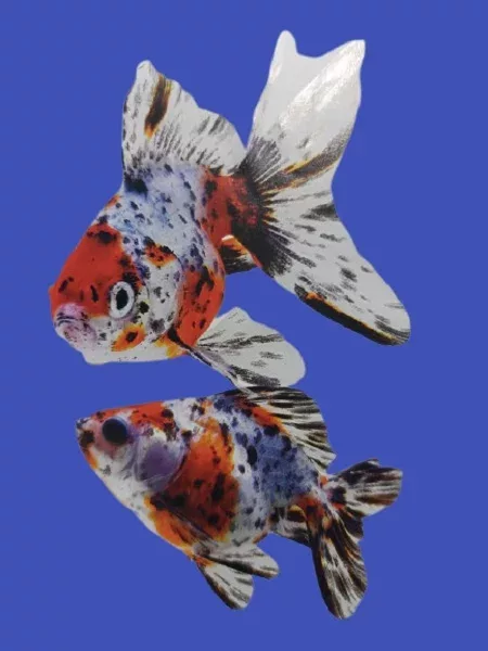calico ryukin goldfish 