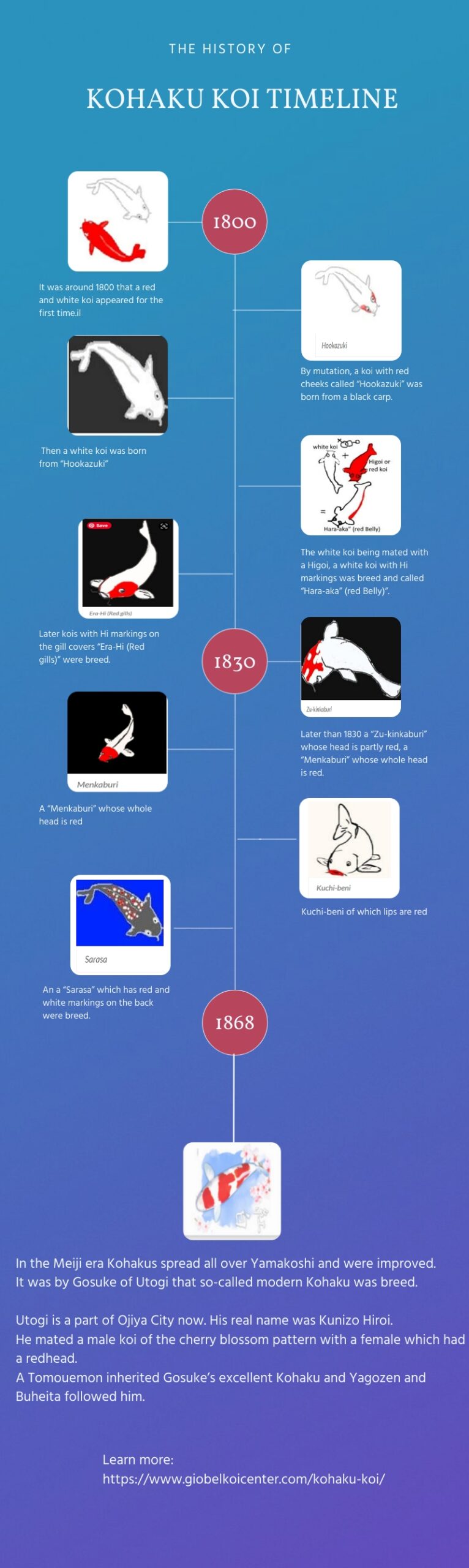 kohaku koi timeline history infographics 