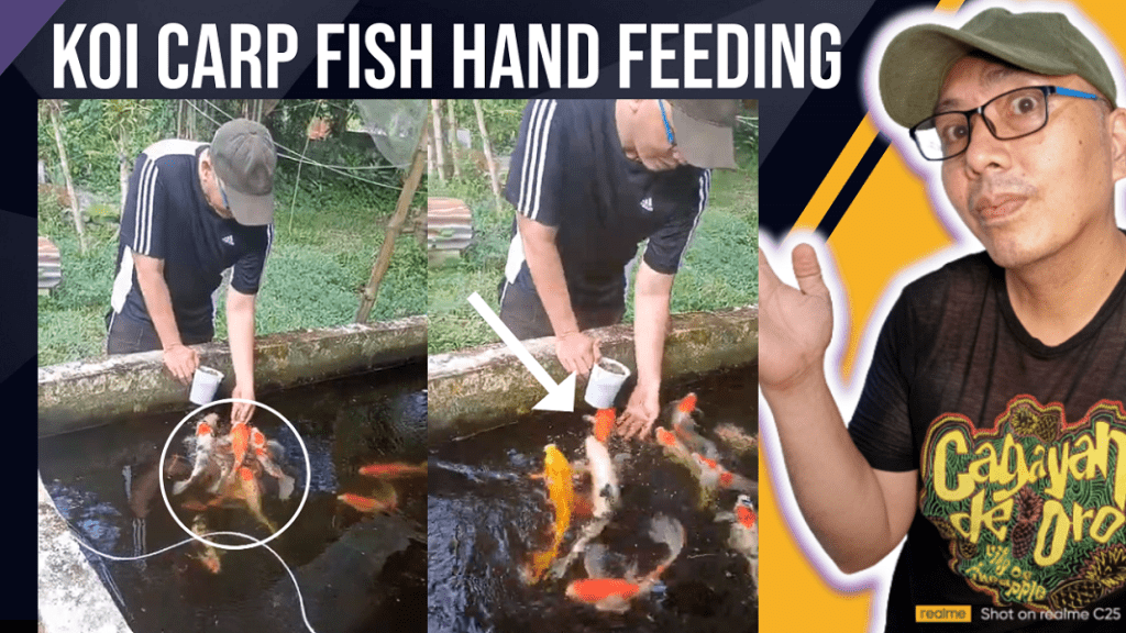 hand feeding koi fish 