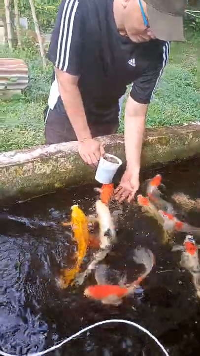 how to hand feed koi fish hand feeding koi