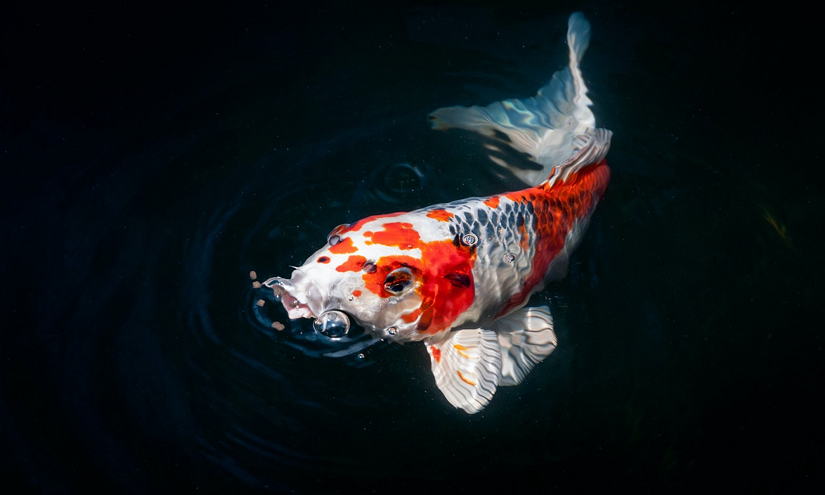 the best books about koi