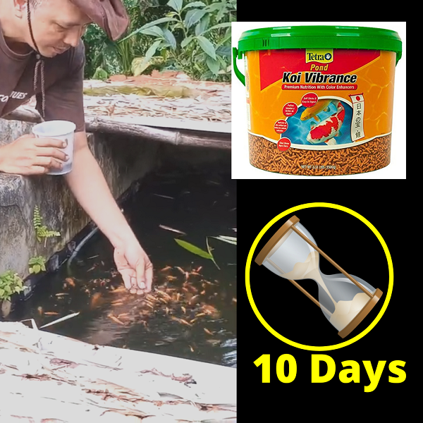 how to breed koi fish start feeding the koi fry 10 days from hatching with koi fry pellets 
