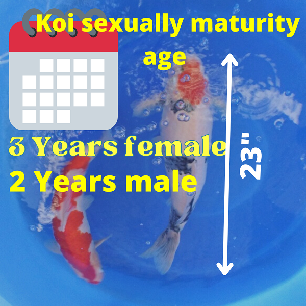 How to breed koi fish Breed-Koi-Fish-Step-1 breeding or sexually maturity of koi fish for females 3 years old and males 2 years old 