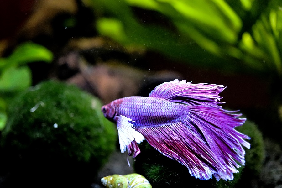 4 Common Diseases In Betta Fish purple dumbo ears betta fish 