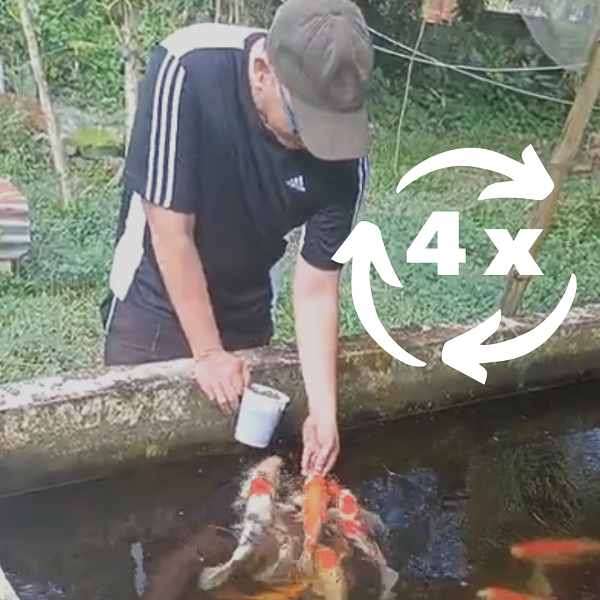 how to breed koi fish feed your koi fish breeders 4 times daily when conditioning them to breed 