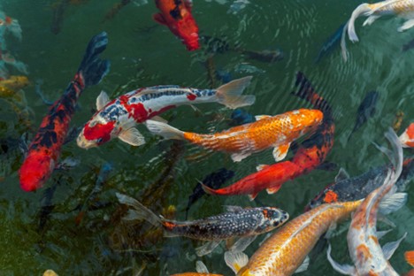 Research Your Favorite Koi Fish Safely