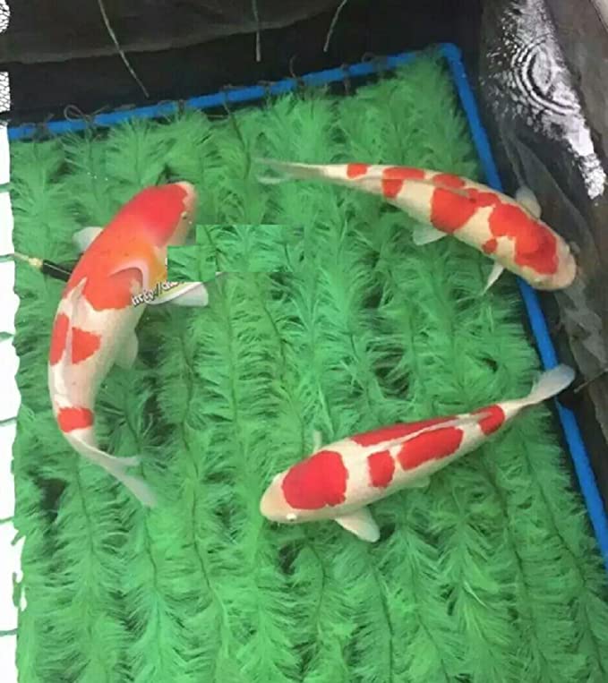 How to breed koi fish Koi breeding mats