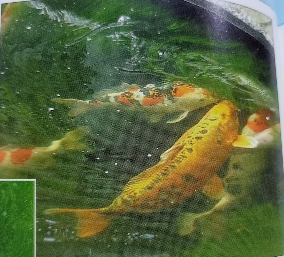 how to breed koi fish flock spawning in progress 
