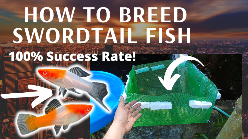how to breed swordtail fish