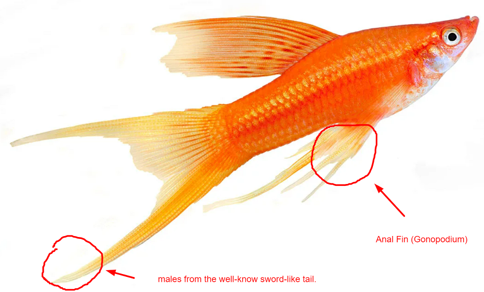 how to breed swordtail fish how to identify male swordtail fish 