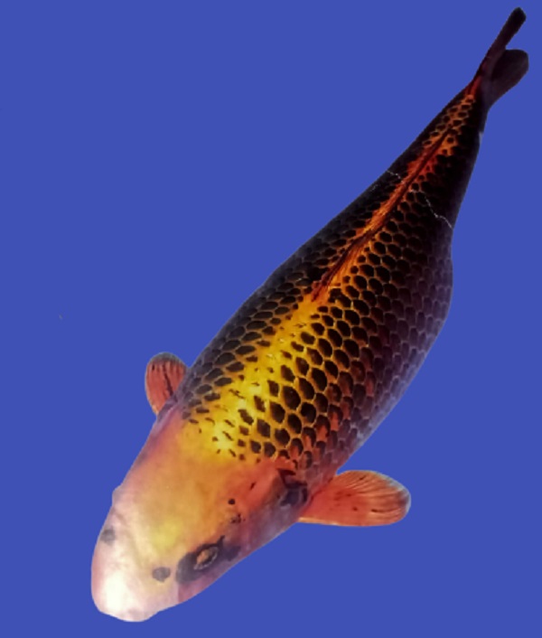 rare kin hi matsuba koi fish 
