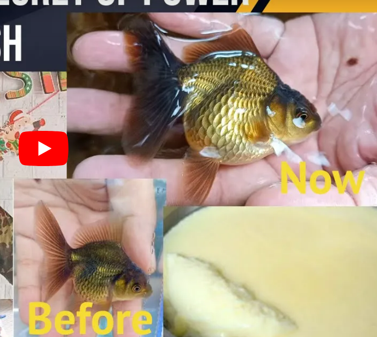 how to grow goldfish faster