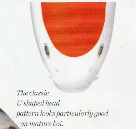 The classic kohaku U-shaped head pattern 