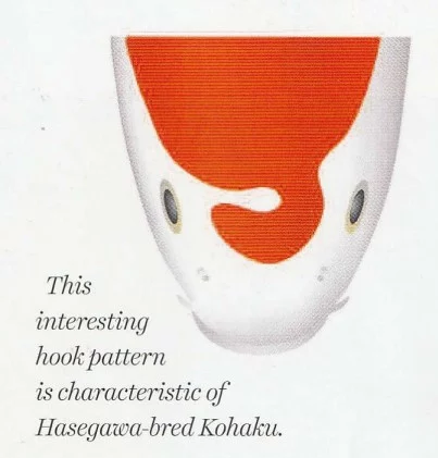 interesting kohaku hook head pattern is characteristic of Hasegawa bred Kohaku 