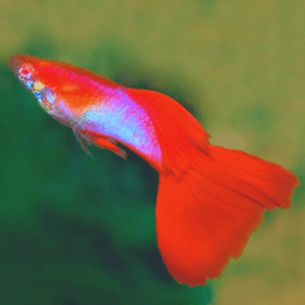 how to breed guppy fish Albino Japan blue red tail guppy