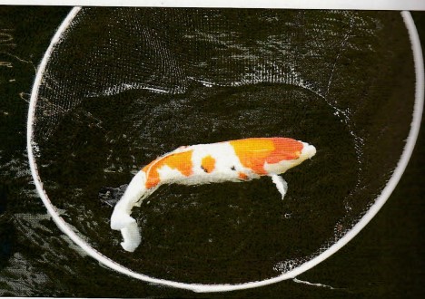 catching your koi single-handedly step 1