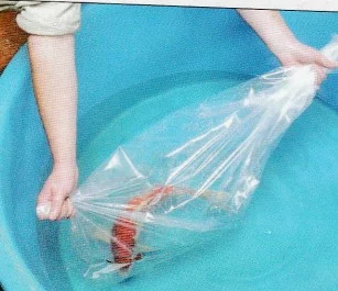 catching your koi using plastic bag step 2