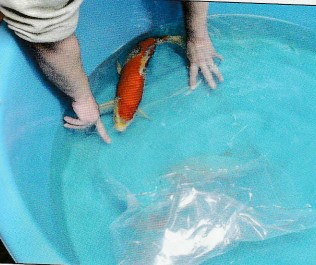 catching your koi using plastic bag step 1