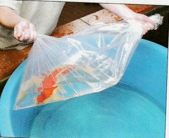 Catching your koi using plastic bag step 3