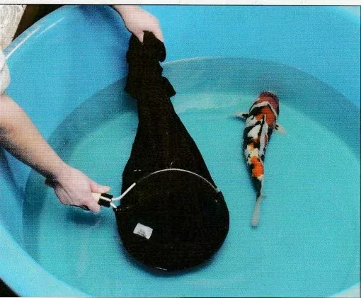 how to catch koi fish using sock net