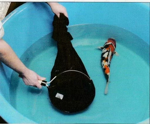 How to Catch koi, Stressed Koi No More! Gentle Techniques for Catching ...