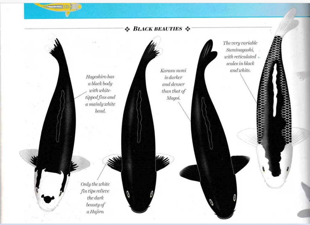 black koi fish 