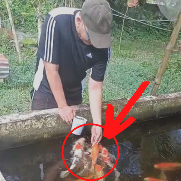 how to hand feed koi fish 