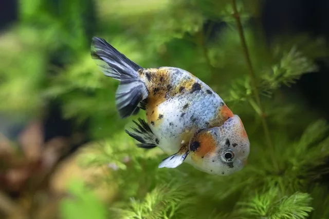 how often to change water in goldfish tank