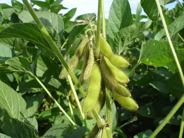 What Are The 5 Important Seedling Pathogens Causing Soybean Diseases? 2