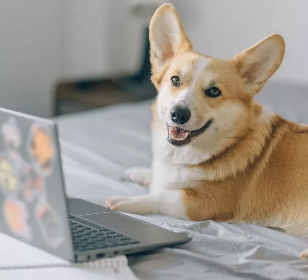 How Dogs Affect Work Productivity