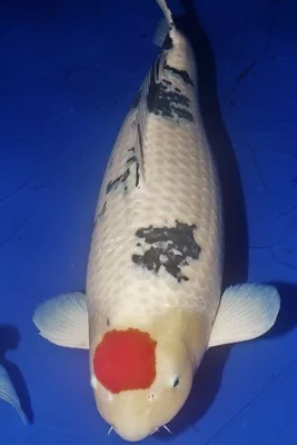 10 most beautiful koi fish in the world Discover the Top 10 Most Stunning Koi Fish in the World - See their Vibrant Colors and Graceful Movements Today! 1